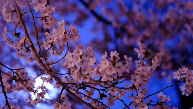 Pink flower tree blue sky #4 free wallpaper - medium preview image