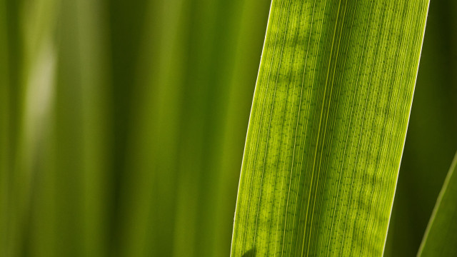 Green leaf macro naturalism blurry free wallpaper - medium preview image