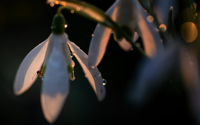Flower water drops macro bokeh free wallpaper - medium preview image