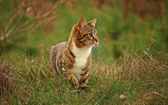 Cat grassy field nature blurry free wallpaper - medium preview image