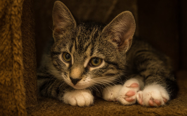 Cat house sad laying superflat free wallpaper for desktop - medium preview image