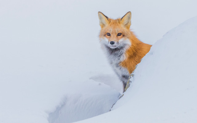 Curious fox in snow award free wallpaper - medium preview image