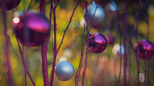 Ornaments tree branch field bokeh free wallpaper - medium preview image