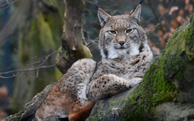 Lynx on branch with cat free wallpaper - medium preview image