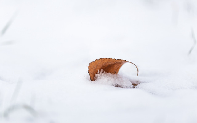 Leaf snowy mountain winter minimalism free wallpaper - medium preview image