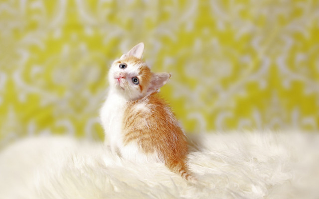 Orange white kitten fluffy blanket free wallpaper - medium preview image