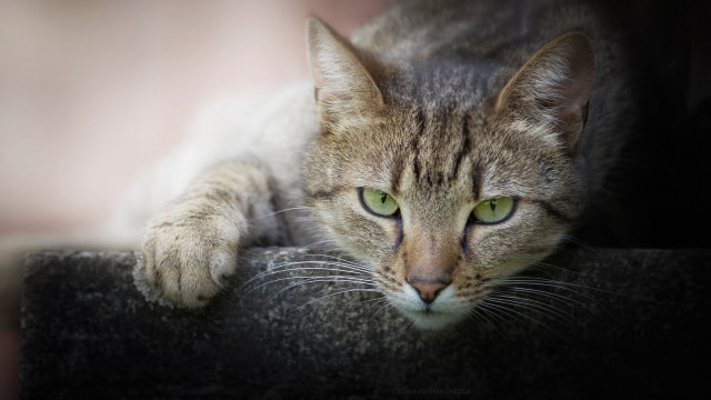 Cat green eyes ledge macro free wallpaper - medium preview image