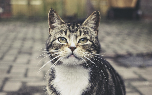 Sad cat walking brick path free wallpaper - medium preview image