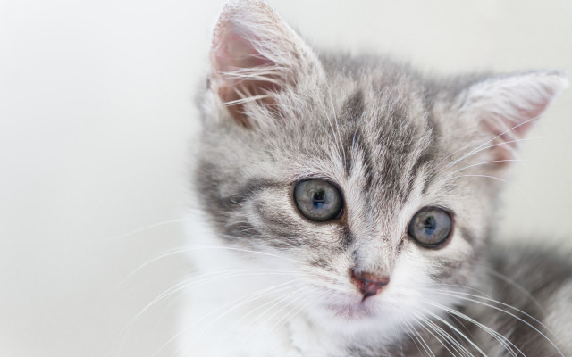 Blue eyed kitten looking camera free wallpaper - medium preview image