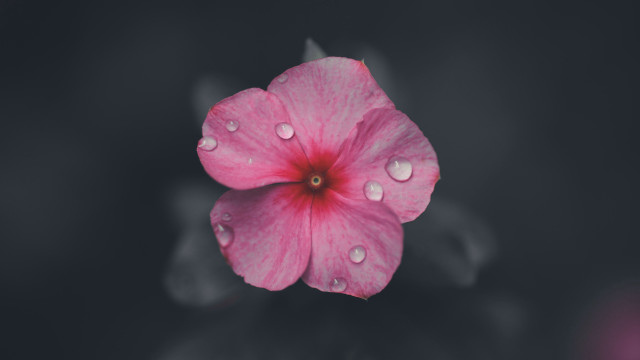 Pink flower water droplets macro #34 free wallpaper - medium preview image