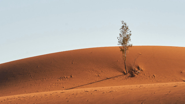 Lone tree desert landscape grass free wallpaper - medium preview image