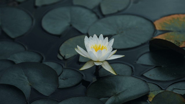 White water lily yellow center #3 free wallpaper - medium preview image