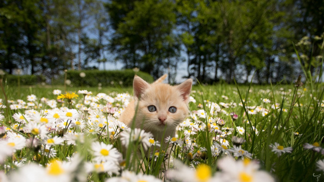 Kitten daisies field trees sunny free wallpaper - medium preview image