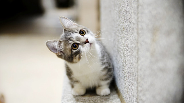 Cat looking up outside ledge free wallpaper - medium preview image
