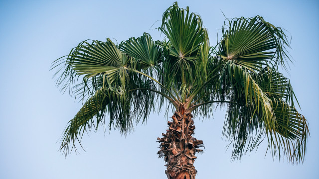 Palm tree blue sky beach free wallpaper - medium preview image
