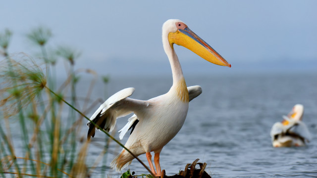 White bird on stump bamboo free wallpaper - medium preview image