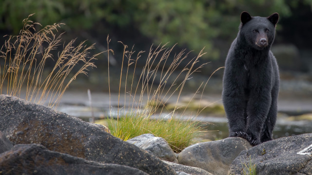 Black bear river rocks woodland free wallpaper - medium preview image