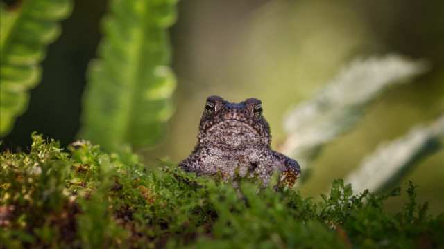 Frog grass macro nature blurry free wallpaper - medium preview image