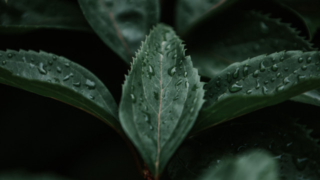 Green leaf water droplets macro #46 free wallpaper - medium preview image