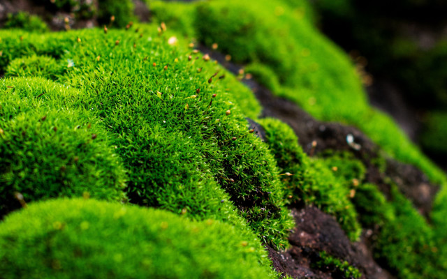 Mossy leaves blurry background nature free wallpaper - medium preview image