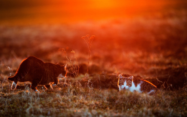 Cats field sunset art photography free wallpaper - medium preview image