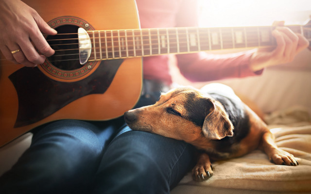 Dog lap guitar folk art free wallpaper - medium preview image