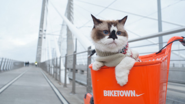 Cat shoppingcart bridge sky blur free wallpaper - medium preview image