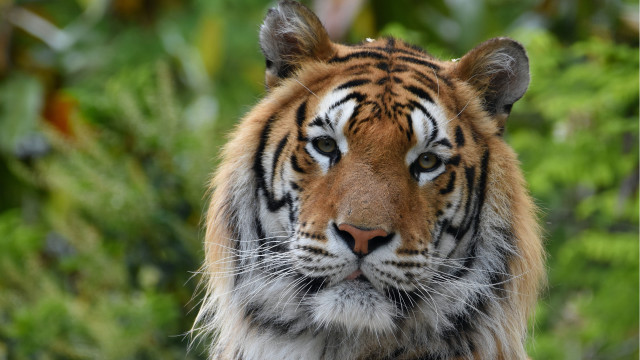 Tiger blurry background bokeh animal free wallpaper - medium preview image