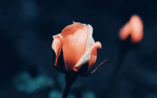 Orange rose macro starry night free wallpaper - medium preview image