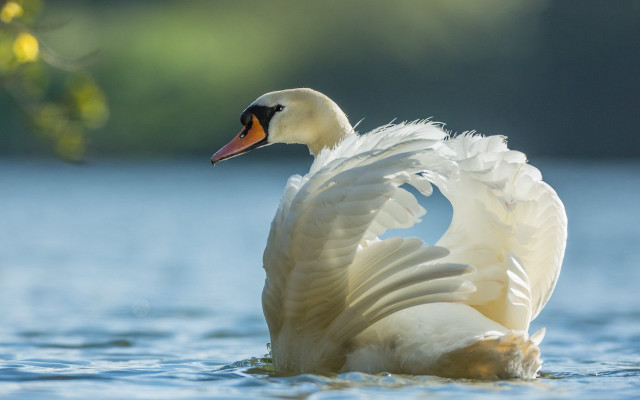 Swan spread wings water ocean free wallpaper - medium preview image