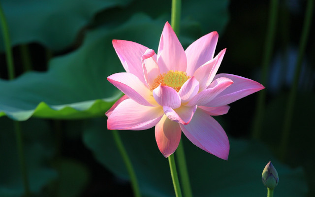 Pink flower yellow center lily free wallpaper - medium preview image