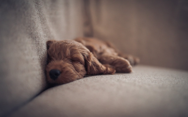 Dog sleeping couch closeup hyperrealism free wallpaper - medium preview image