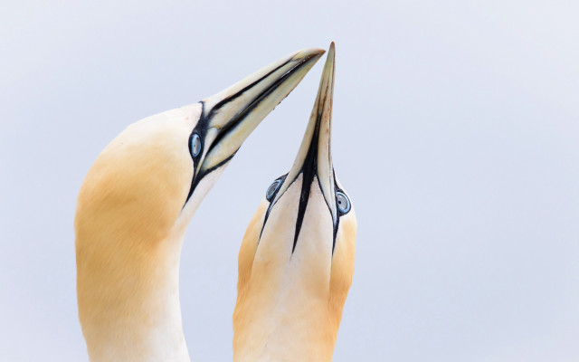 Birds beach jigsaw photograph watercolor free wallpaper - medium preview image