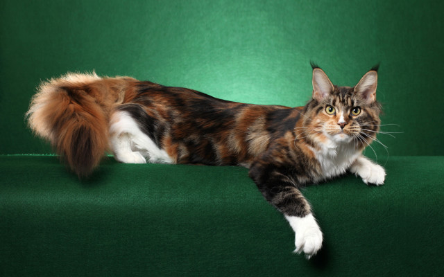 Cat green couch glamor digital free wallpaper - medium preview image