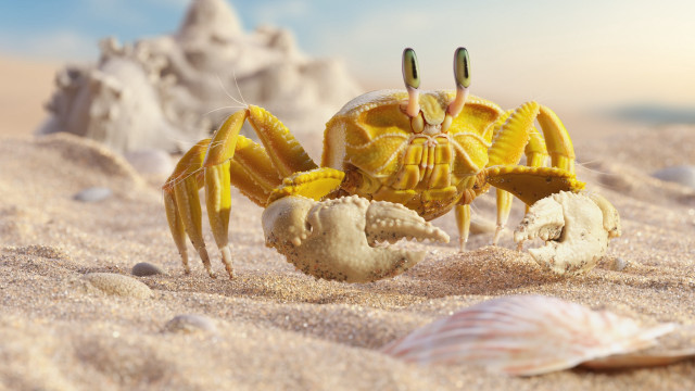 Yellow crab beach sand shells free wallpaper - medium preview image