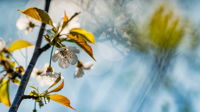 Branch white flowers green leaves #6 free wallpaper - medium preview image
