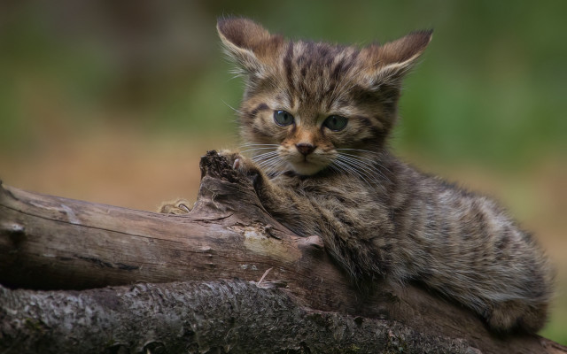 Kitten tree branch forest blurry #2 free wallpaper - medium preview image