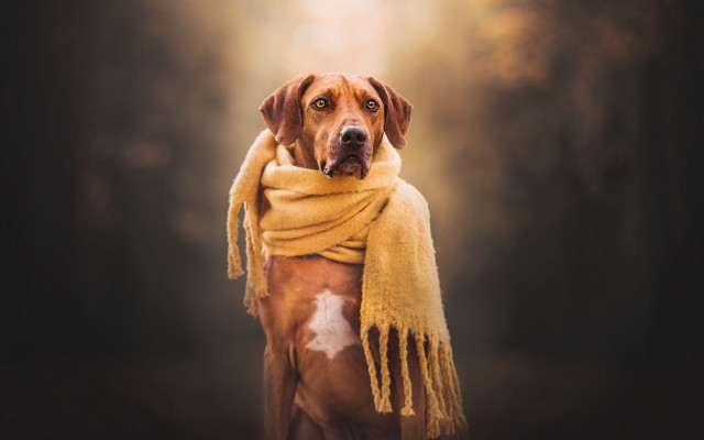 Dog scarf forest portrait realistic free wallpaper - medium preview image