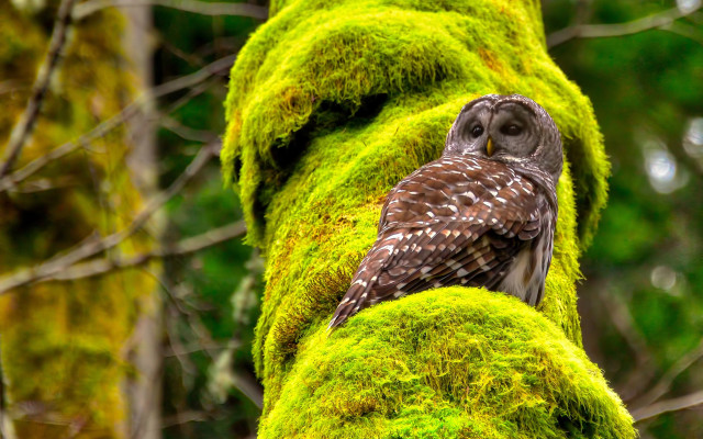 Owl mossy branch forest nature free wallpaper - medium preview image