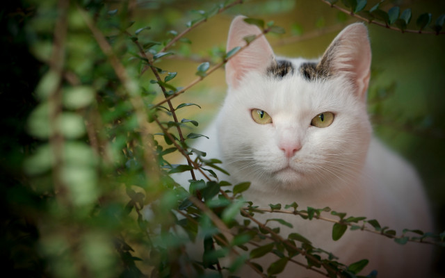 White cat green eyes sitting free wallpaper - medium preview image