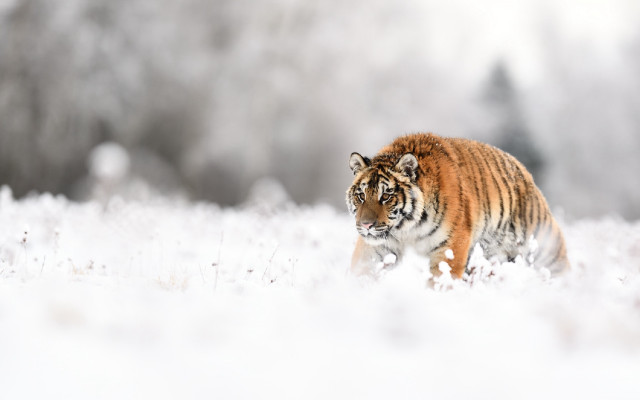 Tiger snowy field trees clouds free wallpaper - medium preview image