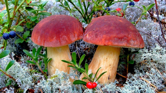 Mushrooms berries leaves autumn nature free wallpaper - medium preview image