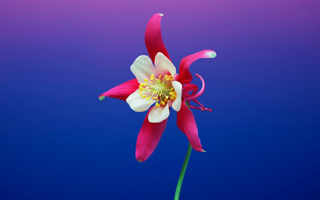 Pink flower blue background 3d free wallpaper - medium preview image