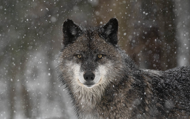 Wolf snowy background astronaut fireworks free wallpaper - medium preview image