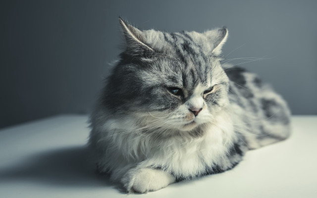 Sad cat white surface animal free wallpaper - medium preview image