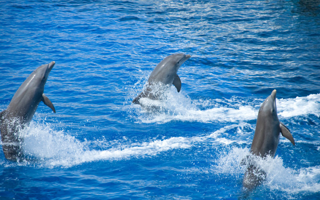 Dolphins playing ocean bubbles waves free wallpaper - medium preview image