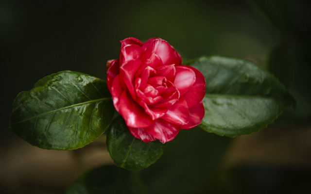 Red flower green leaves macro #6 free wallpaper - medium preview image