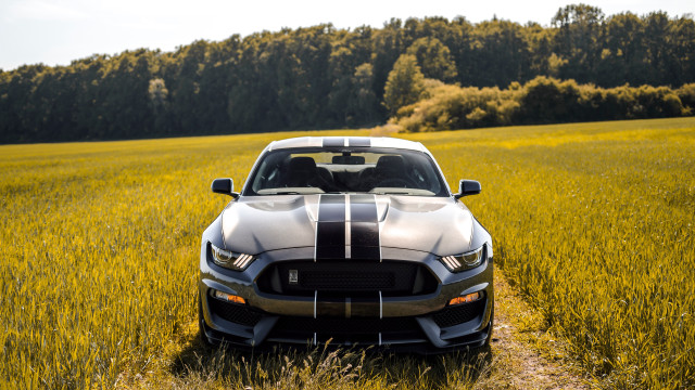 Mustang car field forest autumn free wallpaper - medium preview image