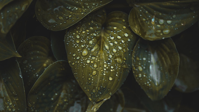Leaves water droplets dark background free wallpaper - medium preview image