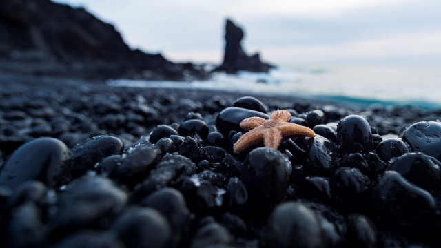 Starfish rocky beach ocean cloudy free wallpaper - medium preview image